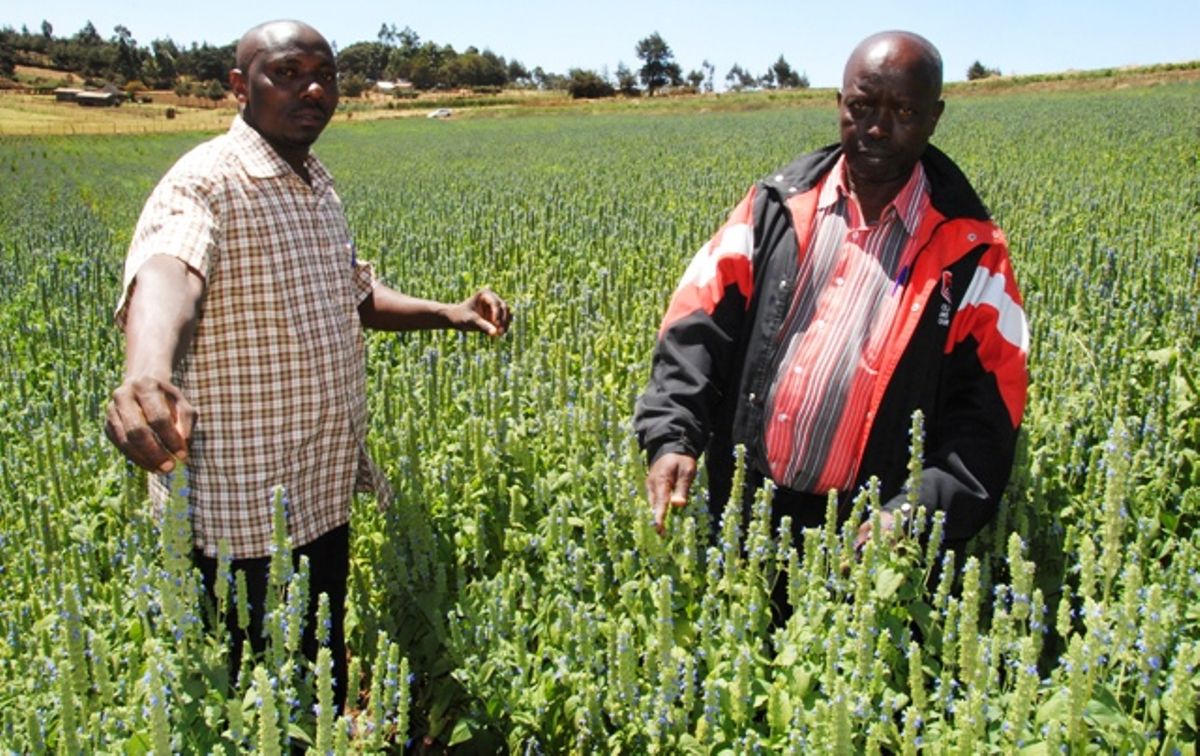 How To Plant Chia Seeds In Kenya Gardening Mania
